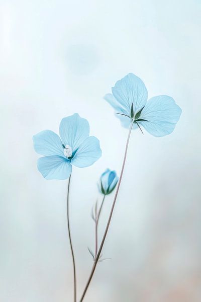 Blaue Blüten Schönheit