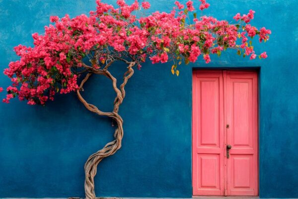 Blühende Bougainvillea