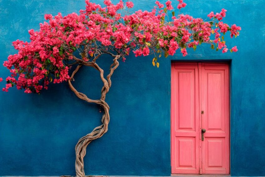 Blühende Bougainvillea