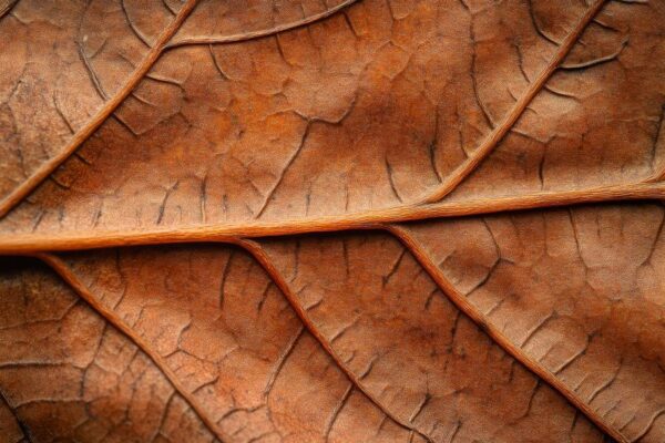 Braune Blatttextur