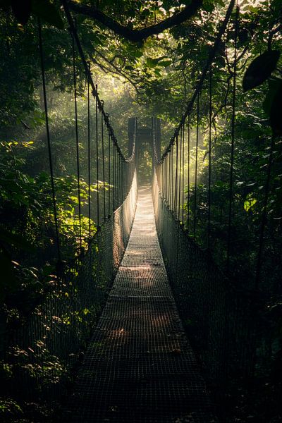 Hängende Brücke Dschungel