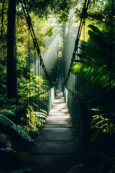 Hängende Brücke Wald