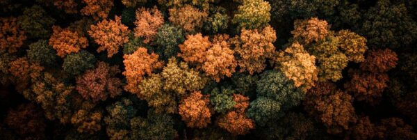 Herbstliche Baumkrone