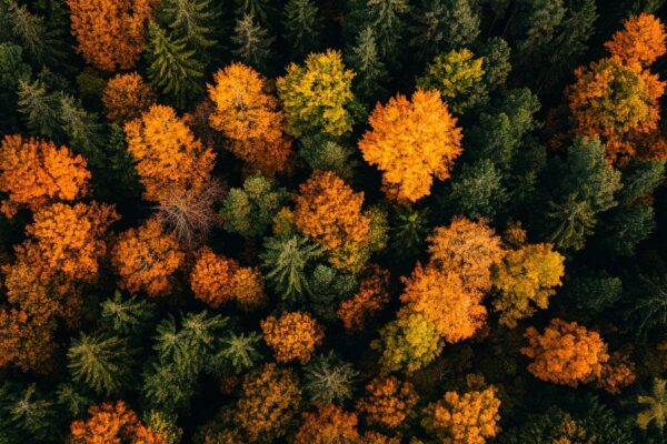 Herbstwald Schönheit