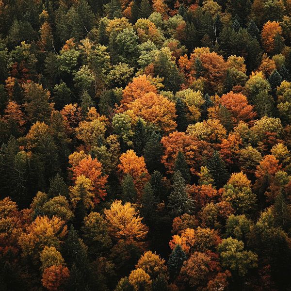 Herbstwald Schönheit