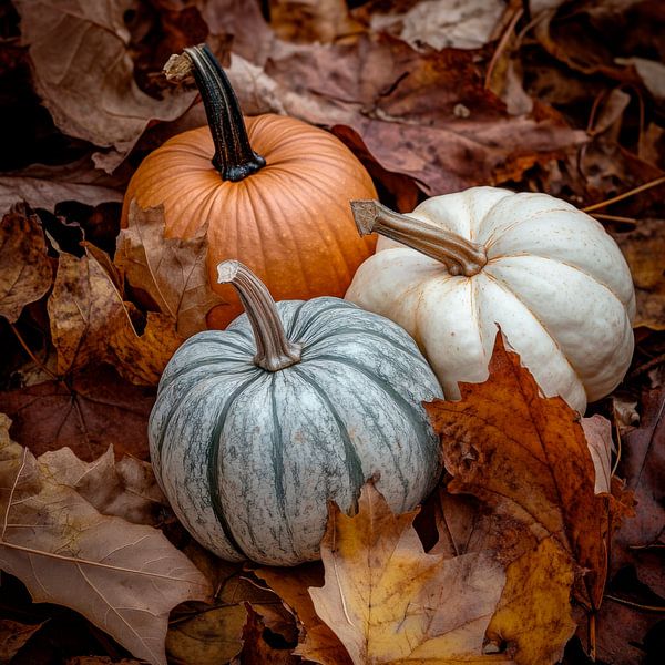 Kürbisse im Herbst