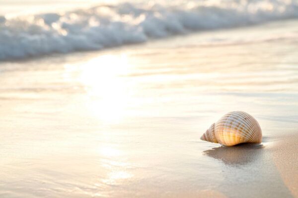 Muschel am Strand