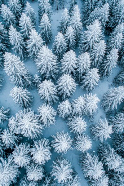 Schneebedeckte Waldlandschaft