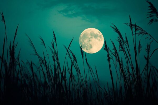 Vollmond im Gras