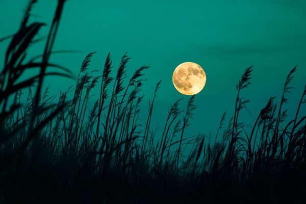 Vollmond über Gras