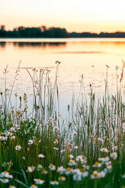 Wiese am See