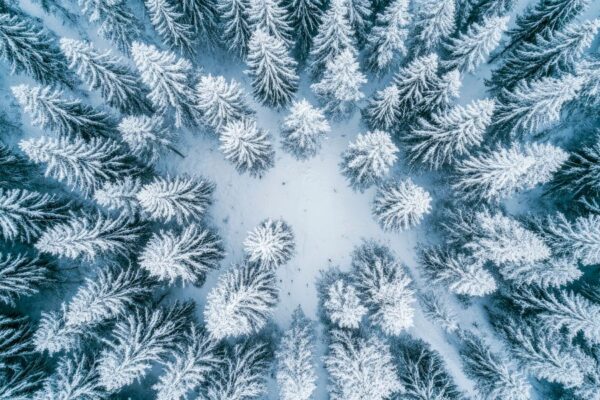 Winterwald Luftaufnahme