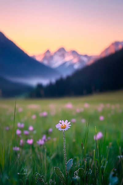 Alpenblume im Morgenlicht