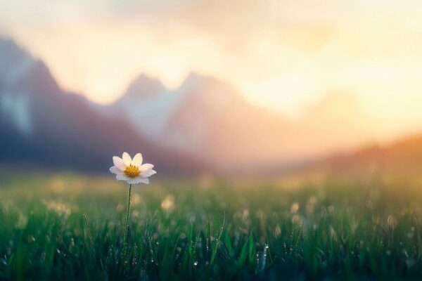 Blühende Blume in Berglandschaft