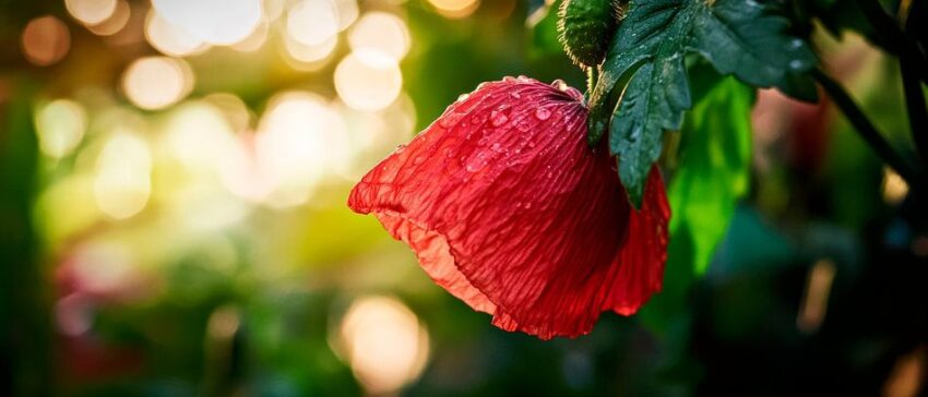 Blühende Hibiskusblüte im Garten