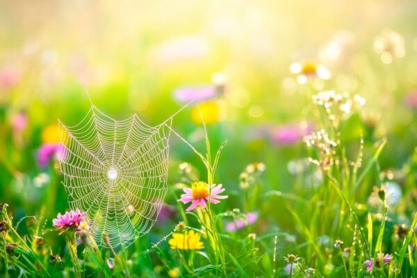 Blühende Wiese mit Spinnennetz