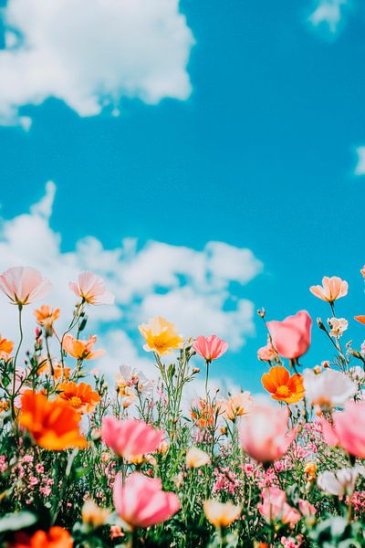 Blühende Wildblumen unter blauem Himmel