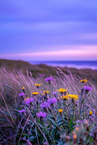 Blumenwiese am Meer – Sanfte Farben