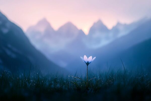 Blüte vor beeindruckenden Bergen