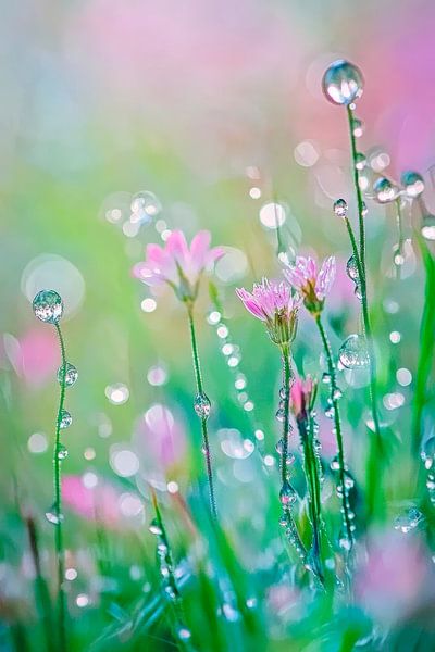 Blüten im Regenbogenlicht