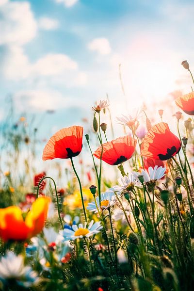 Bunte Blumenwiese im Sonnenlicht