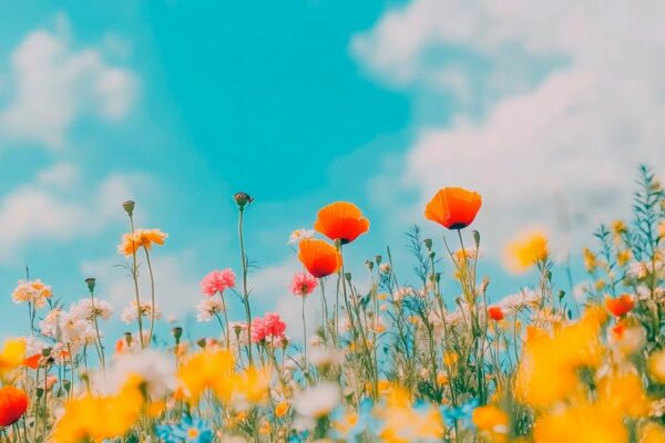 Bunte Blumenwiese im Sonnenschein