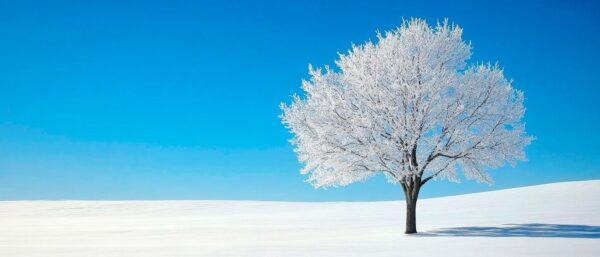 Einsamer Baum im winterlichen Feld