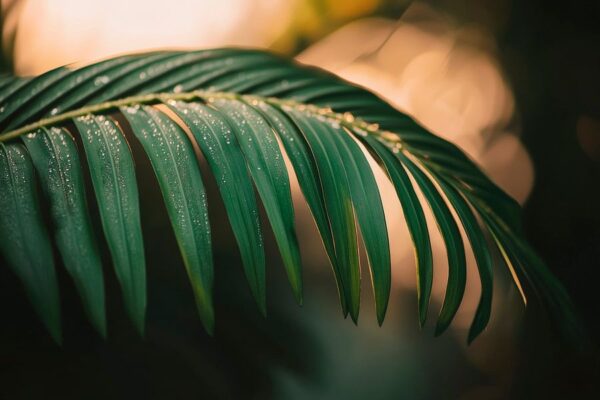 Grüne Palmblätter im sanften Licht