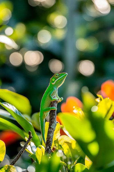 Grüner Gecko auf einem Ast im Garten