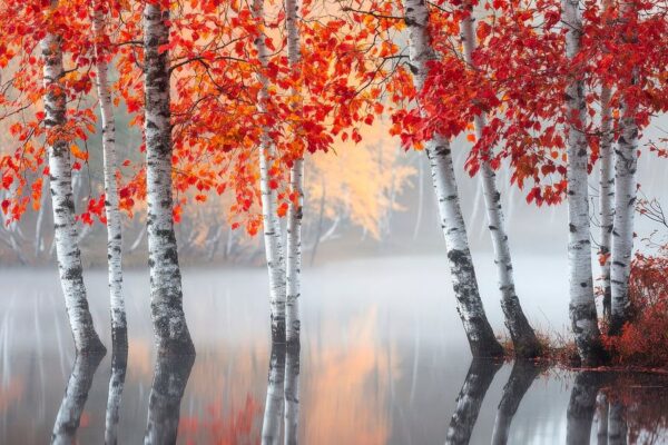 Herbstliche Birken im Nebel