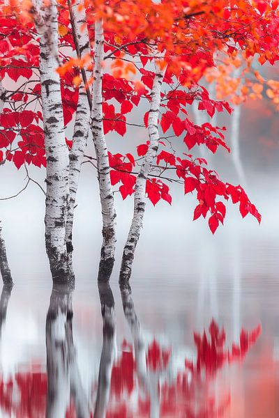 Herbstliche Birken im Nebel