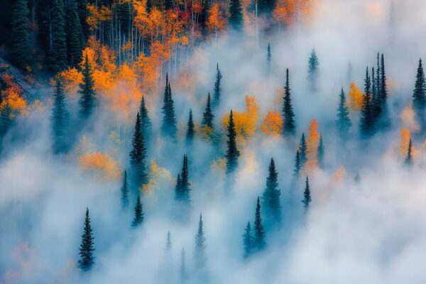 Herbstwald im Nebel – Farbig und Mystisch