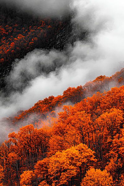 Herbstwald mit Nebel – Stimmungsvolle Landschaft