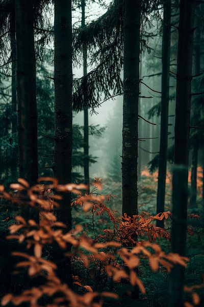 Herbstwald mit Nebel und Bäumen