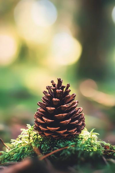 Kegel einer Tannenzapfen im Wald