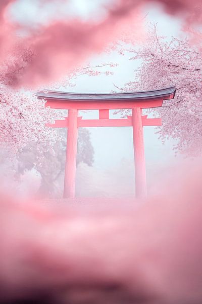 Kirschblüten und Torii