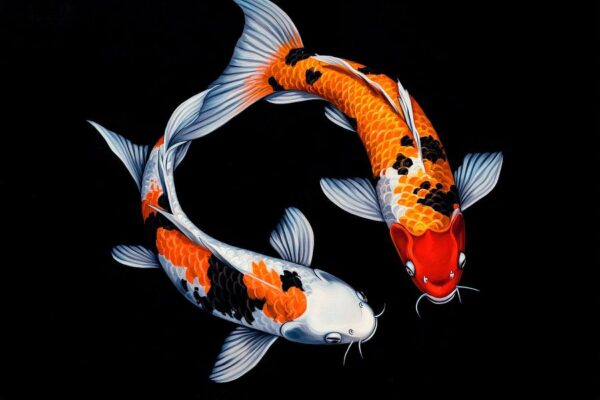 Koi-Fische in harmonischem Tanz – Farbenfroh