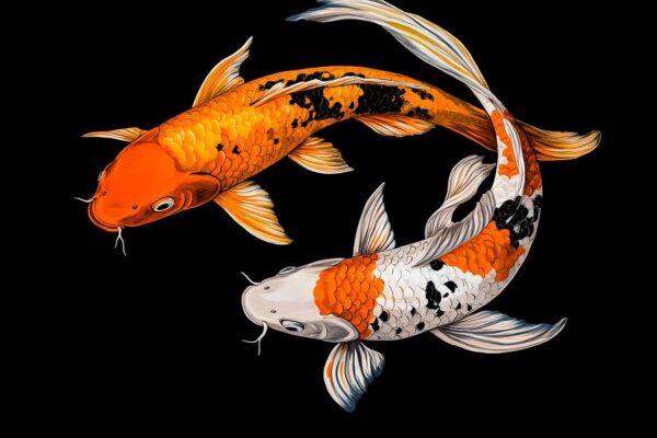 Koi-Fische in lebhaften Farben – Eleganz