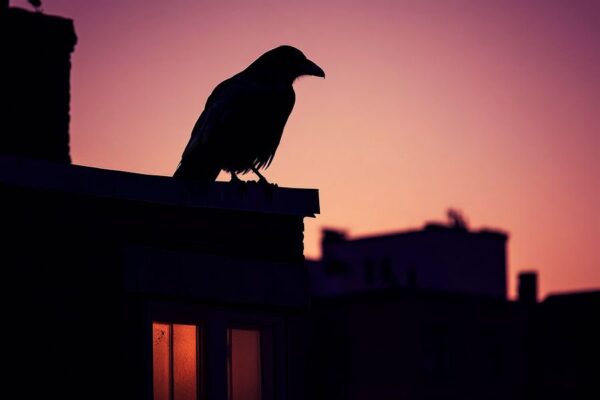 Kranichsilhouette vor Dämmerungshimmel