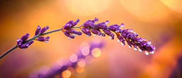 Lavendel mit Wassertropfen im Licht