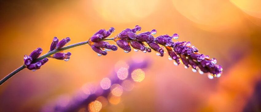 Lavendel mit Wassertropfen im Licht