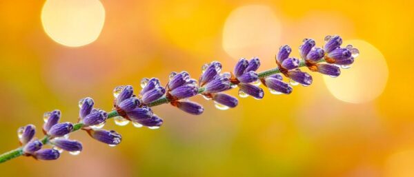 Lavendelblüte vor bokeh Hintergrund