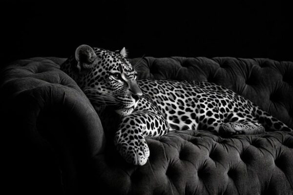 Leopard auf Sofa