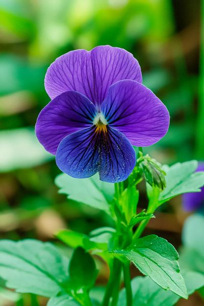 Lila Blüte einer Gartenstiefmütterchen