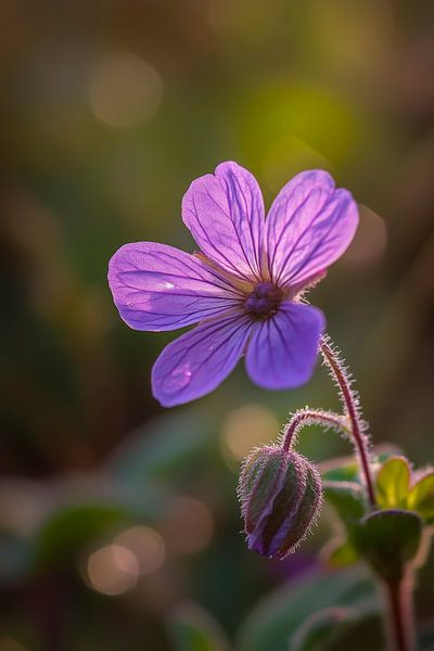 Lila Blüte im sanften Licht