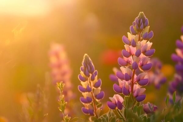 Luzerneblüten im warmen Licht