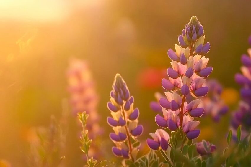 Luzerneblüten im warmen Licht