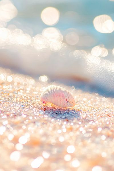 Muschel am Strand im Sonnenlicht