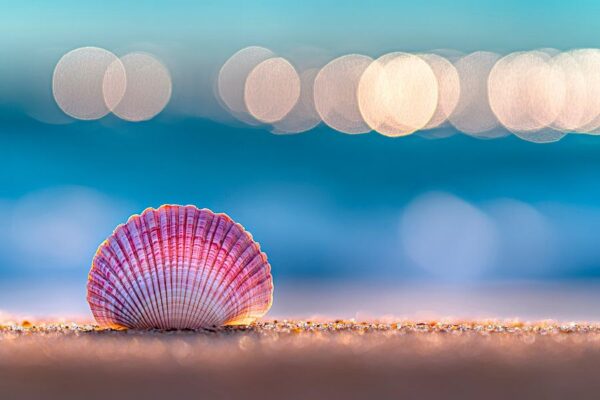 Muschel am Strand mit Bokeh-Effekt