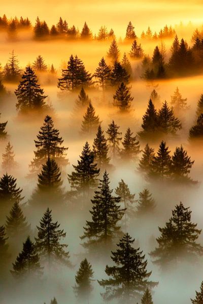 Mystischer Wald im Morgennebel